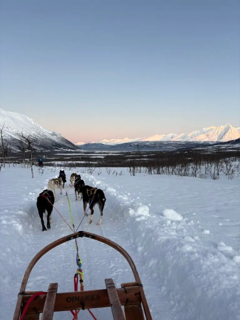 voyage laponie chiens de traineau