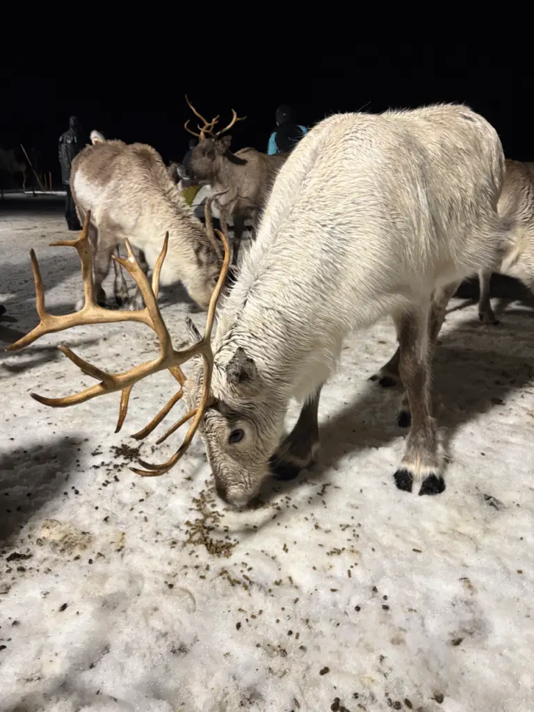 voyage laponie rennes